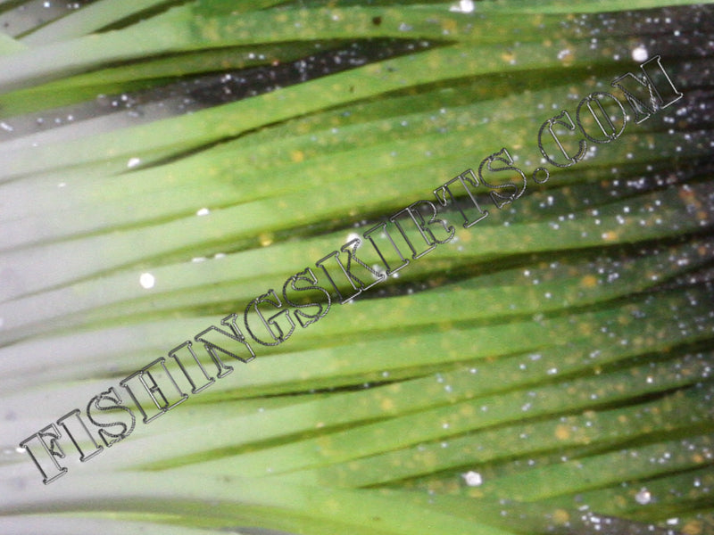 LIVING IMAGE chartruse shad