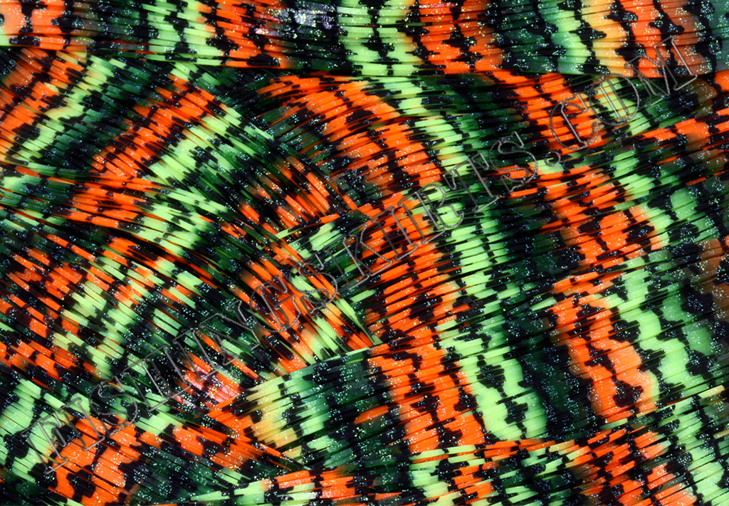 LIVING IMAGE firetiger