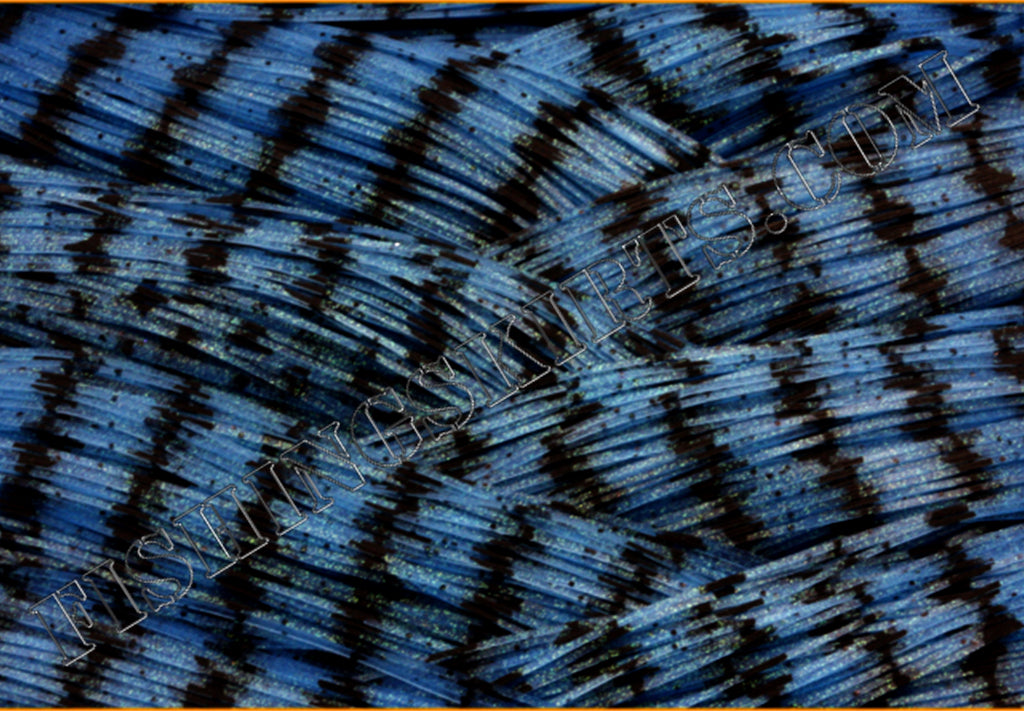 blue shad HW