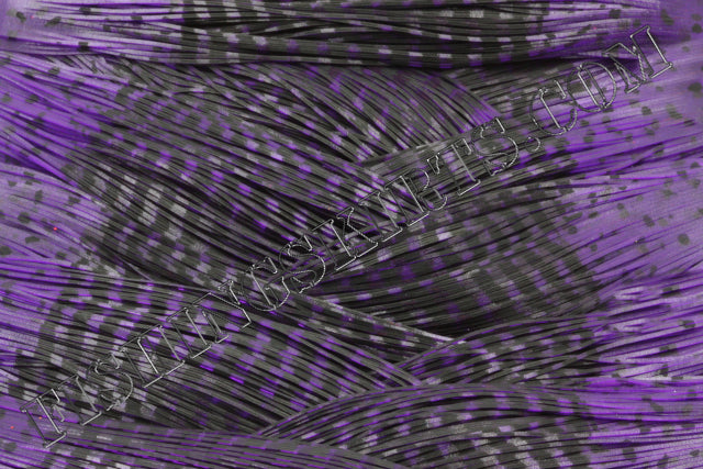 purple NS