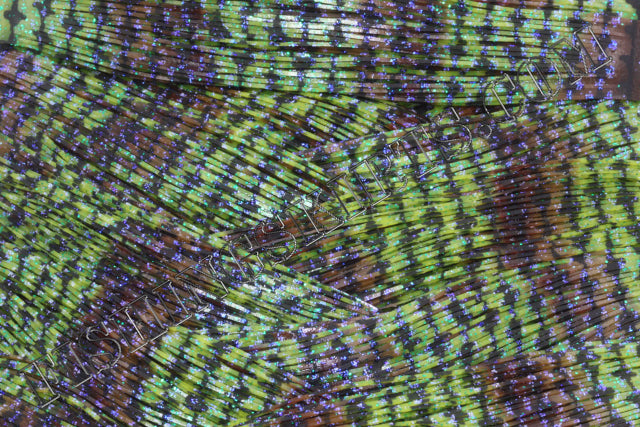 LIVING IMAGE Tilapia