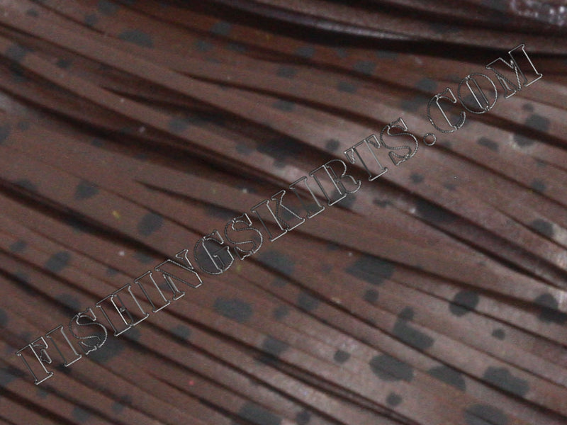 Dark Chestnut Dalmatian