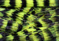 LIVING IMAGE Yellow Jacket
