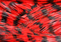 LIVING IMAGE Black Widow