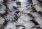 LIVING IMAGE blue shad