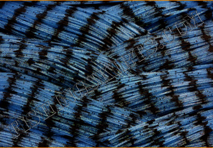 blue shad HW