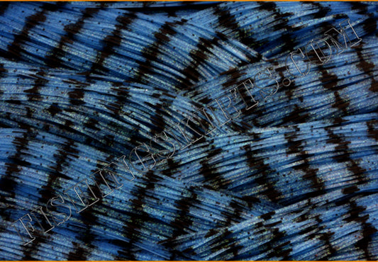 blue shad HW