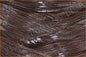 Dark Chestnut Dalmatian