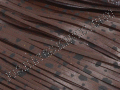 Dark Chestnut Dalmatian