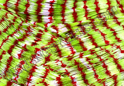 LIVING IMAGE bloody shad