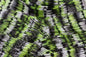 LIVING IMAGE chartruse shad hw