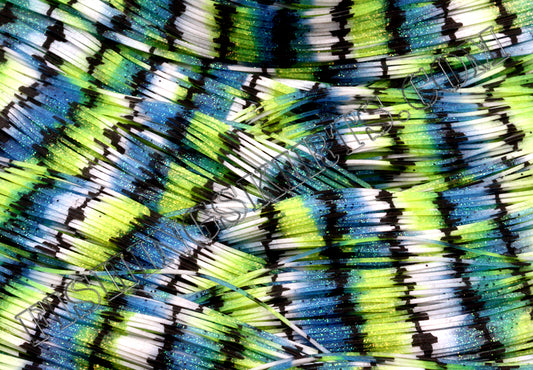 LIVING IMAGE sexy shad HW