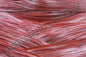 red bug