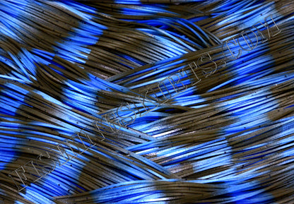 LIVING IMAGE electric craw