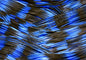 LIVING IMAGE electric craw