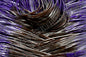 Brown Dalmatian Purple Dalmatian Tips