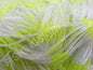 Finesse Living Image Chartreuse Illusion