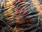 Finesse Living Image Delta Craw