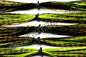 Missouri Craw