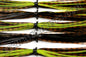 Muddy Water Craw
