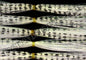 Emerald Shiner